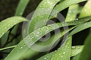 water drops on the leaves of the iris after the rain