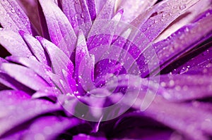 Water drops on the leaves lily. Purple toned photo.