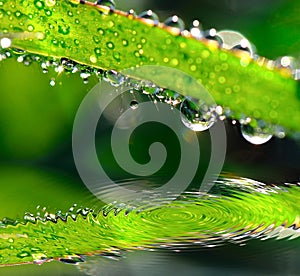 Water drops on leaves in moring photo