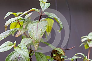 water drops on leaves of a red and green fuchsia