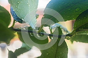 Water drops on lemon tree branch