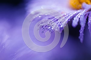 water drops on lilac petals of a camomile, macro shooting, spring background