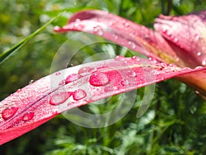 Water drops on a lily flower