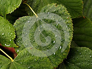 Water drops on the linden leaf