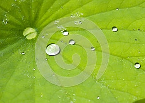 Water drops on lotus leaf photo