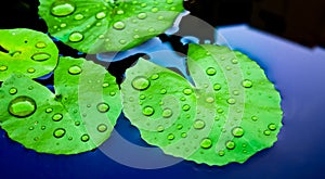 Water drops on Lotus Leaf
