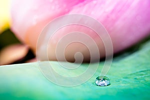 Water drops on lotus leaf