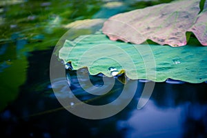 Water drops with Lotus leaf