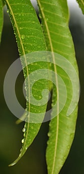 Water drops on the mango tree