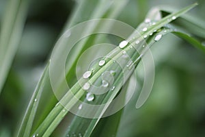 Water drops or morning dew on fresh green grass