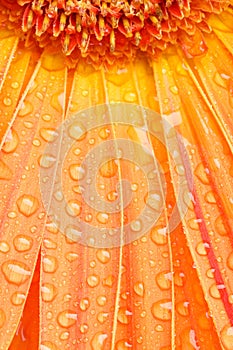 Water drops on orange daisy