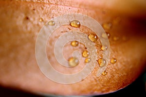 Water drops on orange Lily