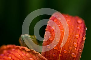 Water drops on orange sword lily flower after rain