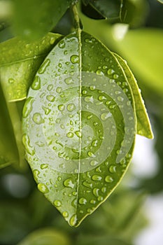 Water drops on an orange tree green leaf