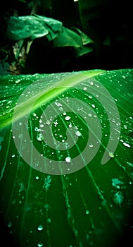 water drops over leaf