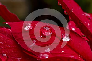 Water drops over a red Poinsettia