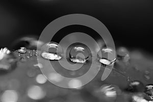 Water drops over a red Poinsettia