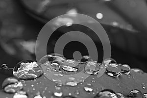 Water drops over a red Poinsettia