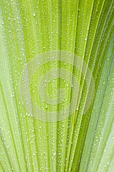 Water drops on palmtree