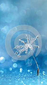 Water drops on parachutes dandelion. Copy space. soft focus on water droplets. abstract background. Macro nature