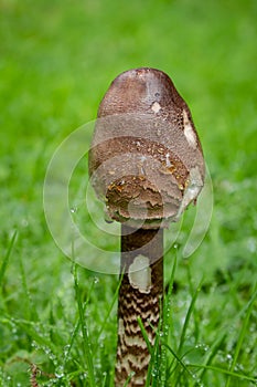 Water Drops on a Parasol Fungus in Green Grass