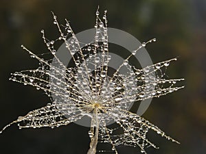 Water drops on a part of dandelion - isolated on dark background