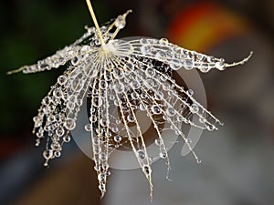 Water drops on a part of dandelion - isolated on dark background