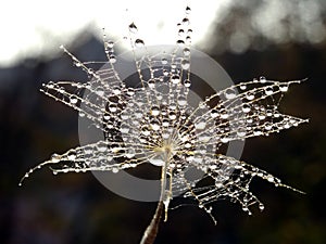 Water drops on a part of dandelion - isolated in natural background