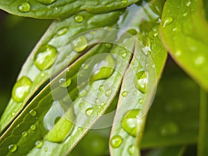 Water Drops on Peone Plant