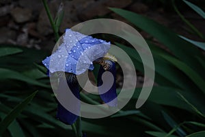Water drops on an iris
