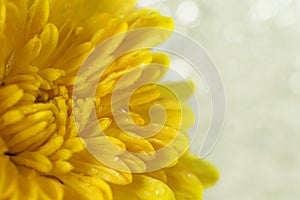 Water drops on petals of yellow flower close up