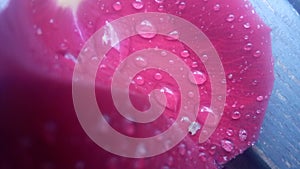 Water drops on a pettal