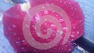 Water drops on a pettal