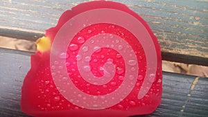 Water drops on a pettal