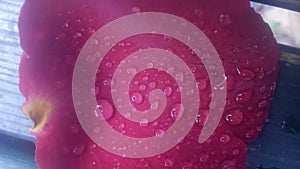 Water drops on a pettal