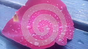 Water drops on a pettal