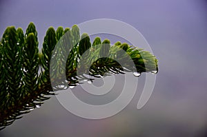 Water drops on pine leaf 
after rain