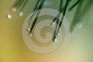 Water Drops on Pine Needles