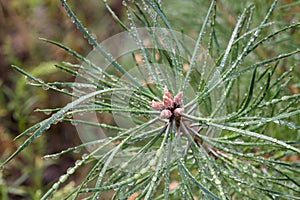 Water drops on pine needles closeup selective focus
