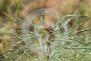 Water drops on pine needles closeup selective focus