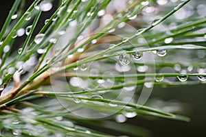 Water drops on pine needles