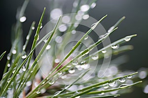Water drops on pine needles