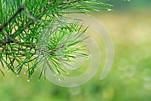 Water drops on pine needles