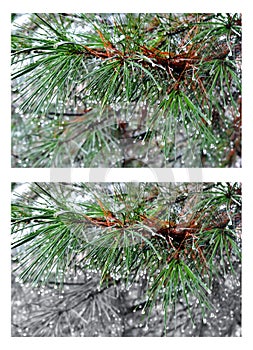 Water drops on pine needles over blurred background. Collage 2 i