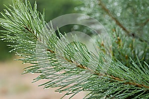 Water drops on pine needles closeup selective focus