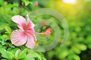 Water drops on pink chaba hibiscus flower under sunlight in the green garden photo
