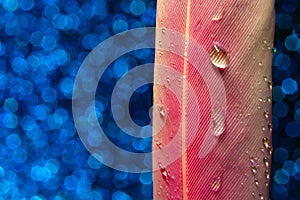 Water drops on pink feather on blue background