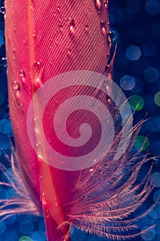 Water drops on pink feather on blue background