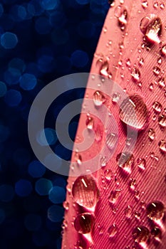 Water drops on pink feather on blue background