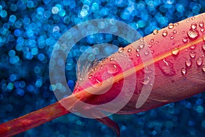 Water drops on pink feather on blue background